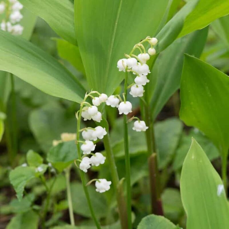 Convallaria majalis ---